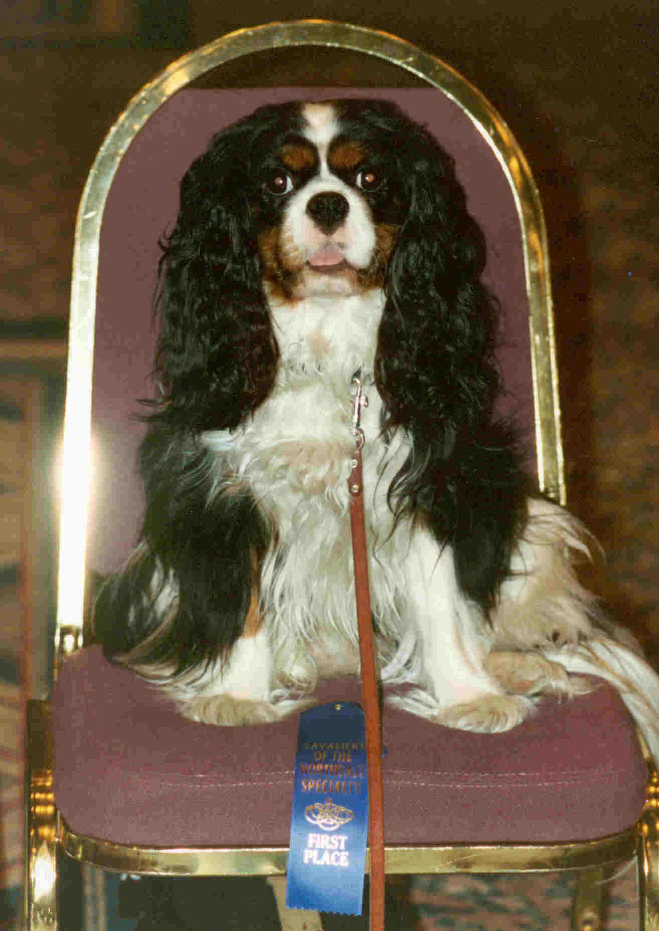 Cavalier King Charles Spaniels Visão Geral da Saúde Tomas Rosprim